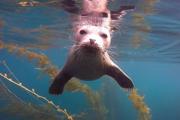 Una simpatica foca comune che nuota sott'acqua direttamente verso la fotocamera vicino a delle alghe kelp.