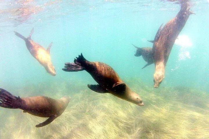 Eine Gruppe von Seelöwen, die unter Wasser über einen sandigen und grasbewachsenen Meeresboden schwimmt.