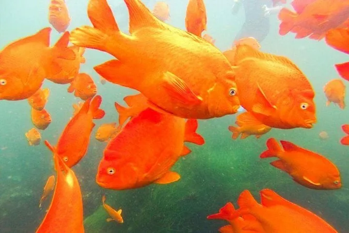 Ein lebhafter Schwarm leuchtend orangefarbener Garibaldi-Fische, die in grün getöntem Wasser schwimmen.